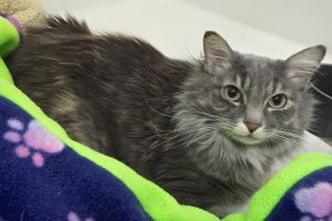 Picture of Lexus