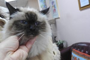 Picture of Maggie Mae