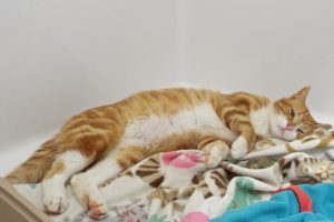 Picture of Mellow Yellow