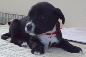 Picture of Nestle