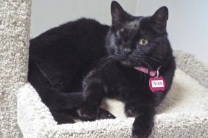 Picture of Noir