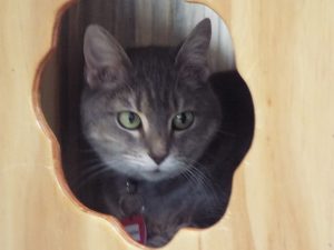 Picture of Schmedlee