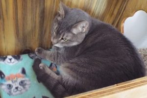Picture of Schmedlee