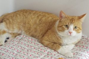 Picture of Wrangler