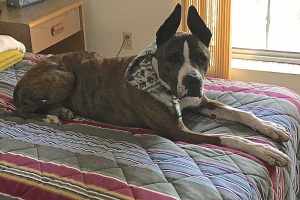 Picture of Butchie (CGC)