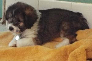 Picture of Candy