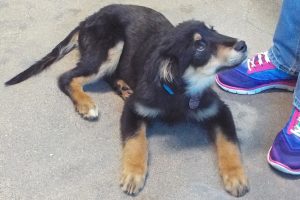 Picture of Dante