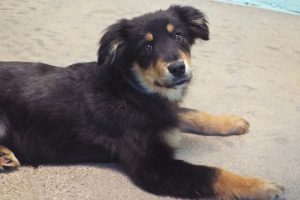 Picture of Dante