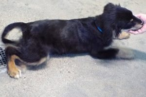 Picture of Dante
