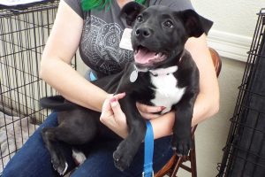 Picture of Ebony