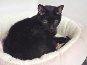 Picture of Fiona (R.B)