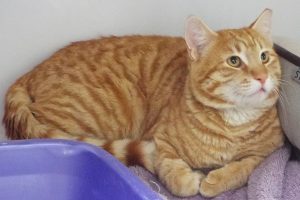 Picture of Garfield
