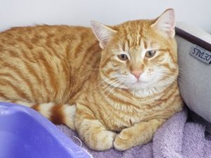 Picture of Garfield