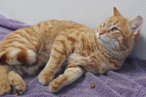 Picture of Garfield