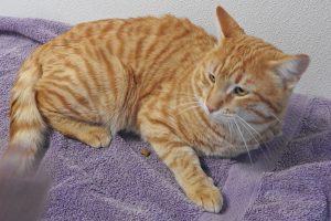 Picture of Garfield