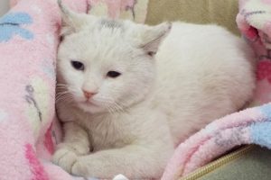 Picture of Kasper
