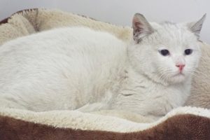 Picture of Kasper
