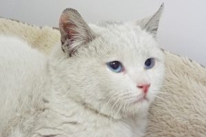 Picture of Kasper