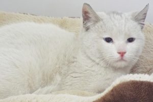 Picture of Kasper