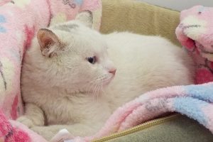 Picture of Kasper