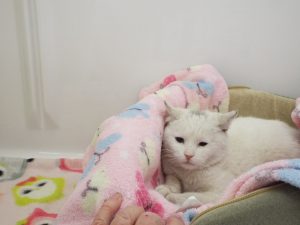 Picture of Kasper