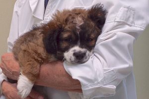 Picture of Lovey