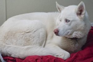 Picture of Major