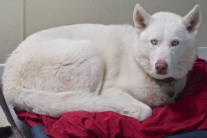 Picture of Major