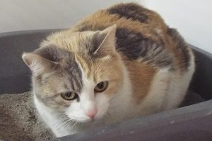 Picture of Mia