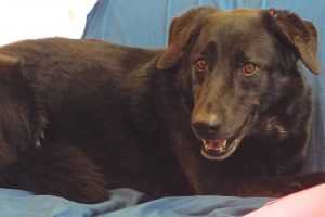 Picture of Midnight
