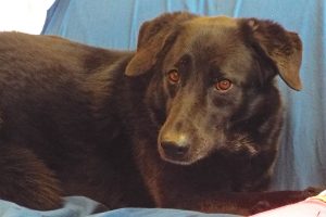 Picture of Midnight