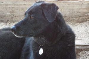 Picture of Midnight