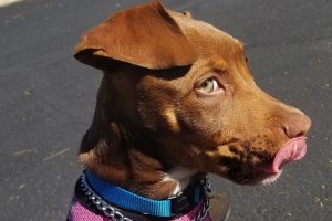 Picture of Millie