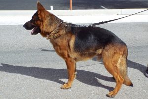 Picture of Milo