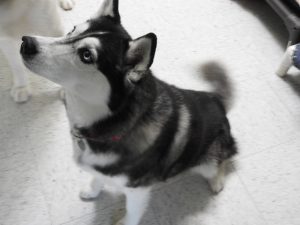 Picture of Mishka