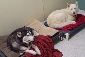Picture of Mishka