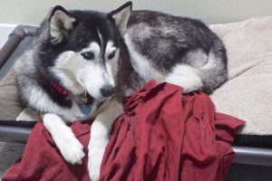Picture of Mishka