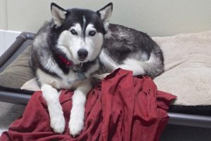Picture of Mishka