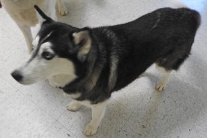 Picture of Mishka