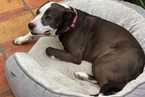 Picture of Molly