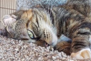 Picture of Patches