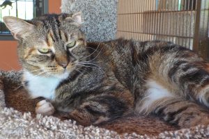 Picture of Patches