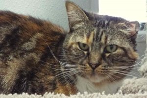Picture of Patches