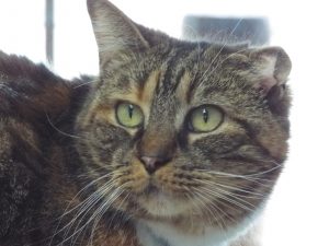 Picture of Patches