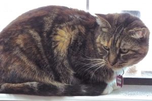 Picture of Patches