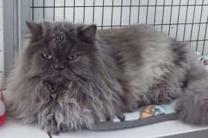 Picture of Rajah