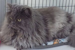 Picture of Rajah
