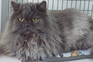 Picture of Rajah