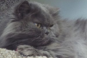 Picture of Rajah