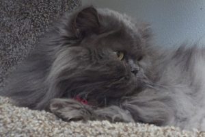 Picture of Rajah